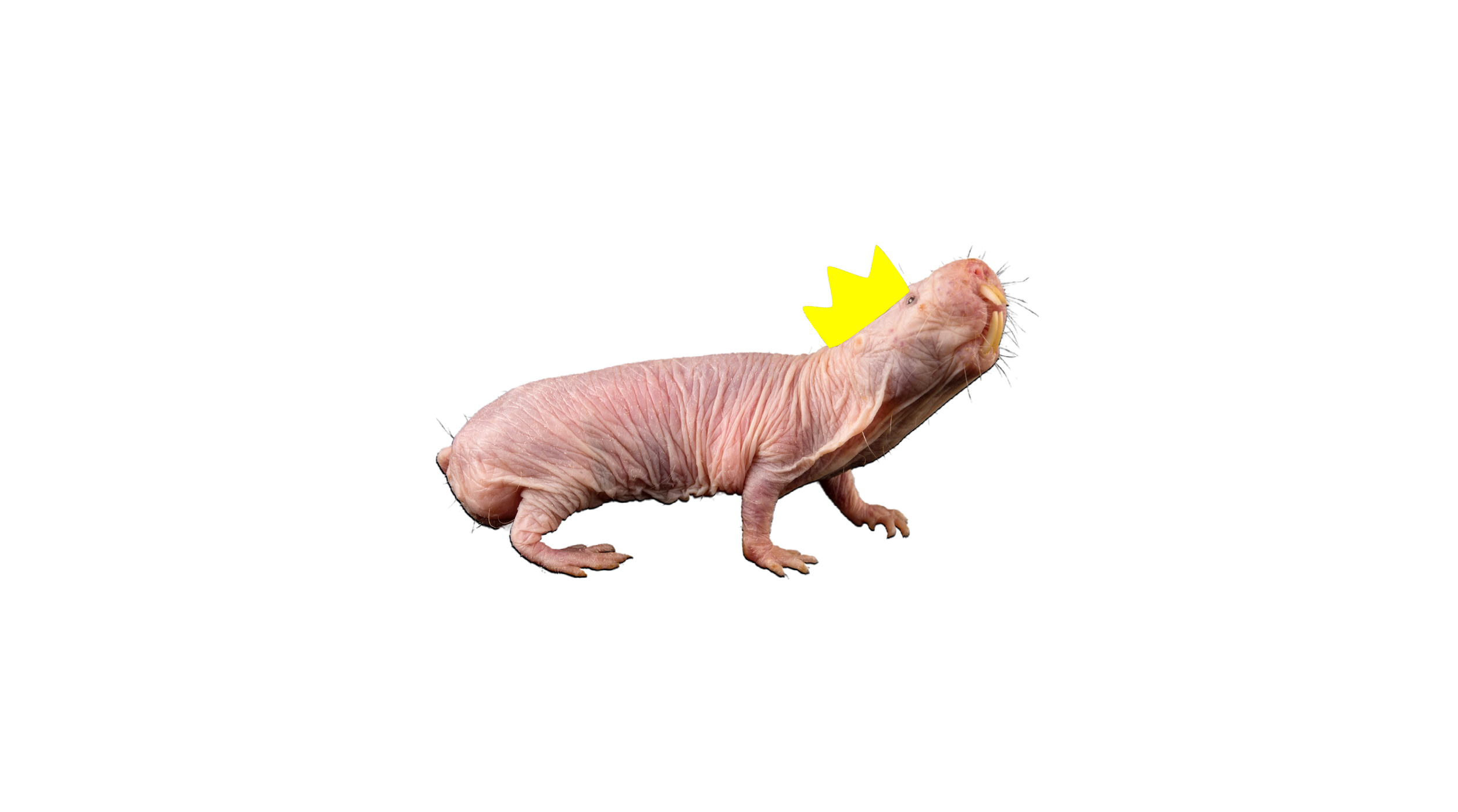 naked-mole-rat1