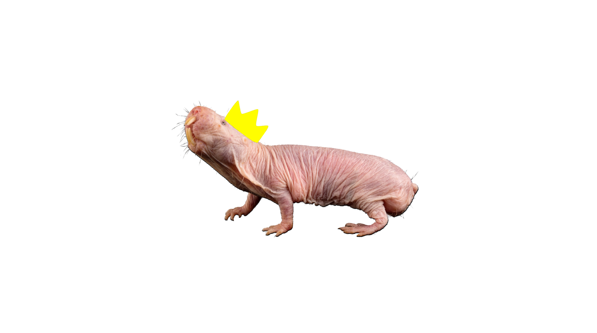 naked-mole-rat1